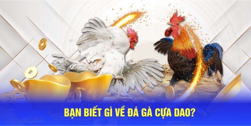 Bạn biết gì về đá gà cựa dao?