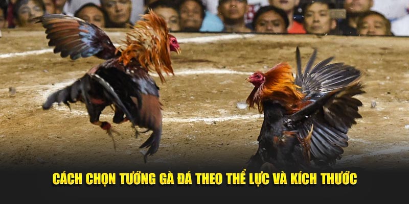 Cách chọn tướng gà đá theo thể lực và kích thước