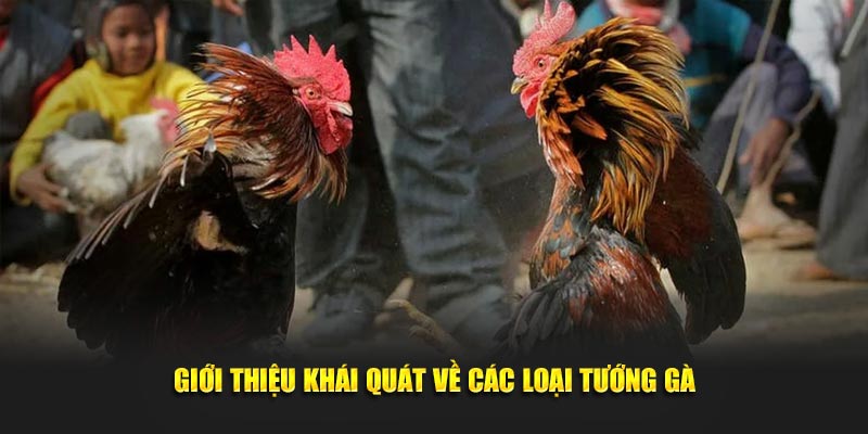 Giới thiệu khái quát về các loại tướng gà