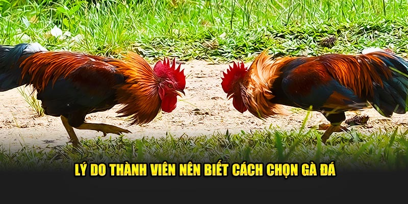 Lý do cược thủ nên biết cách chọn gà đá