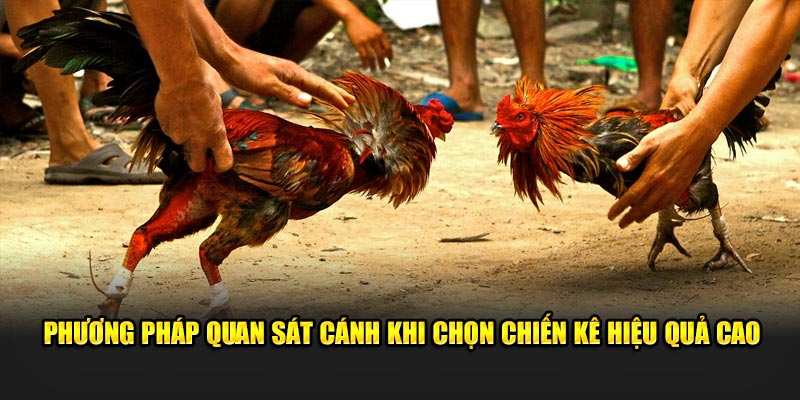 Phương pháp quan sát cánh khi chọn chiến kê hiệu quả cao