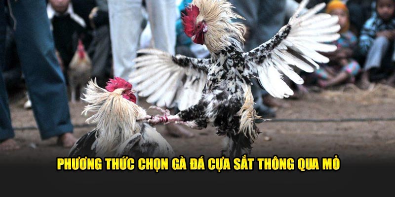 Phương thức chọn gà đá cựa sắt thông qua mỏ