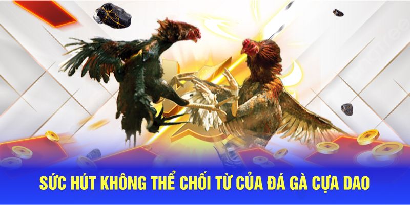 Sức hút không thể chối từ của đá gà cựa dao