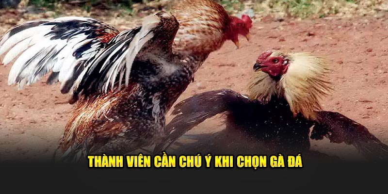 Thành viên cần chú ý khi chọn gà đá